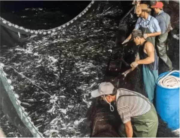 Commercial-fishing