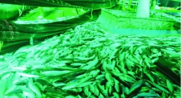 deep-sea-fishing