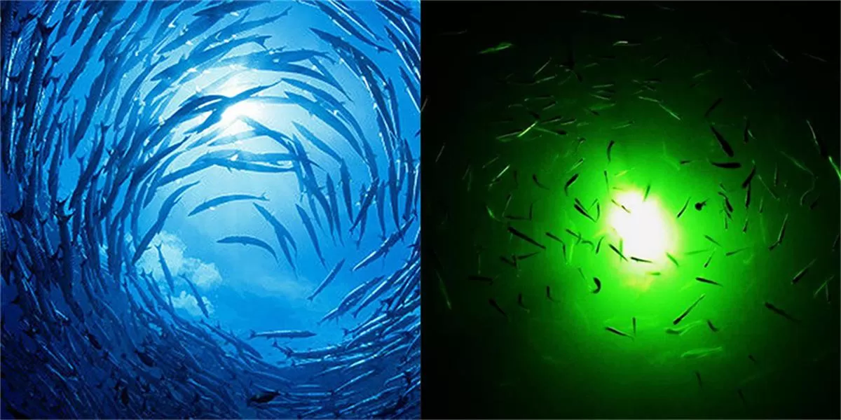 saltwater fishing lights